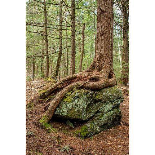 Jones, Allison 아티스트의 USA-Vermont-Morrisville Sterling Forest-tree with roots spread over lichen covered rocks작품입니다.